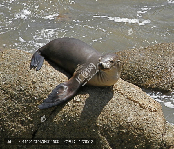 海獅