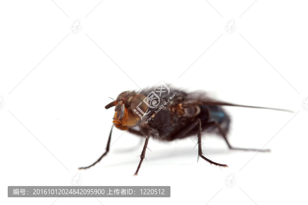 飛