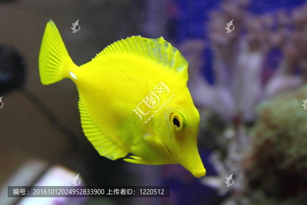 水族館里的黃色魚