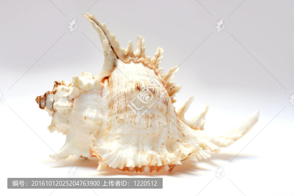 貝類