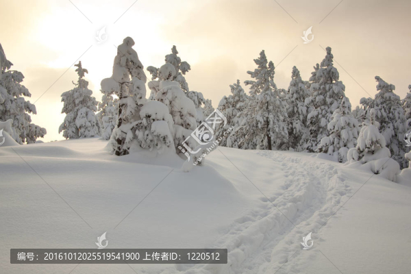 雪中的腳印