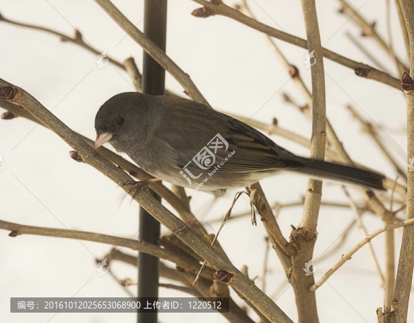 鳥在樹枝