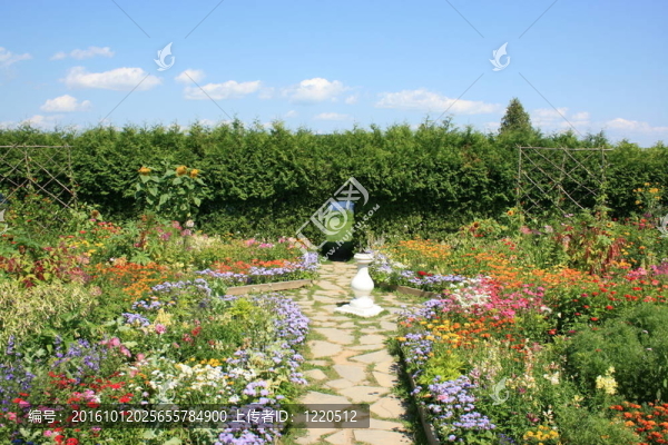 花園里的花