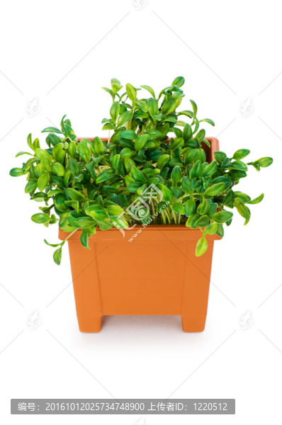 在粘土盆栽綠化苗木