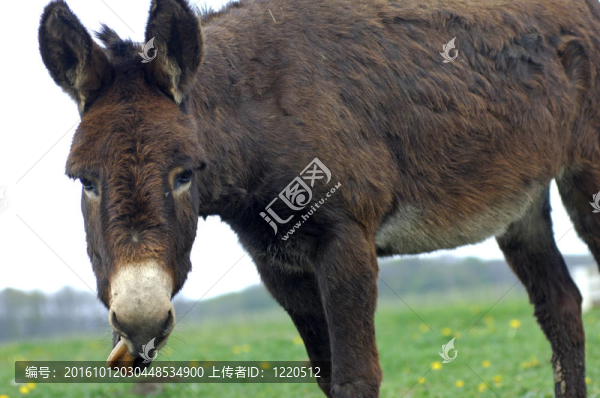 豎起耳朵的驢驢（Equus,asinus,asinus）；
