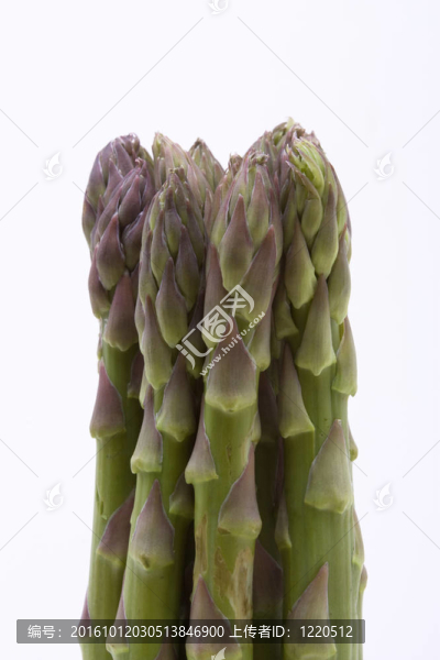 蘆筍莖