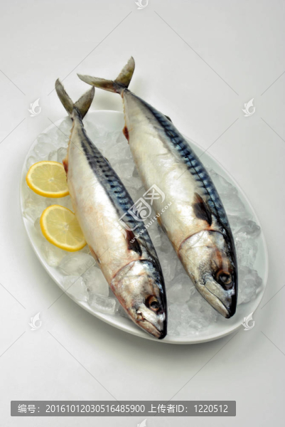 在一個冰白板兩鯖魚