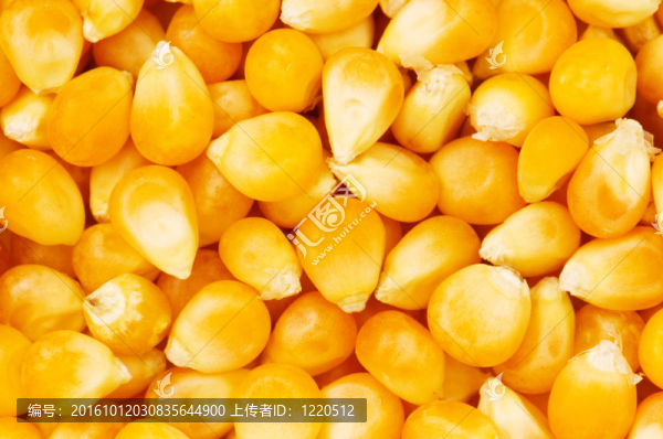 背景設(shè)置的玉米種子