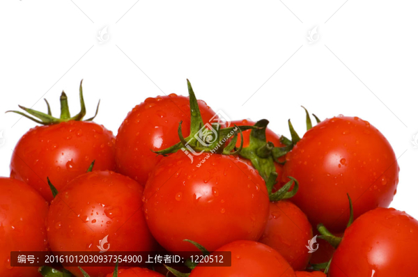 濕整個西紅柿排列的白色隔離