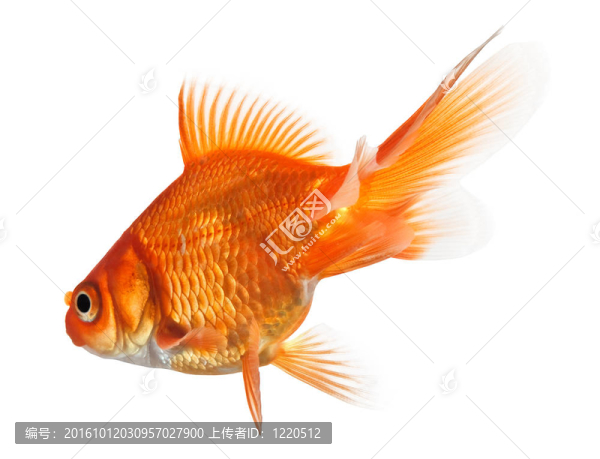金魚
