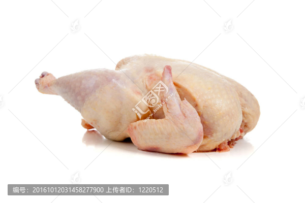 白色背景上的生雞