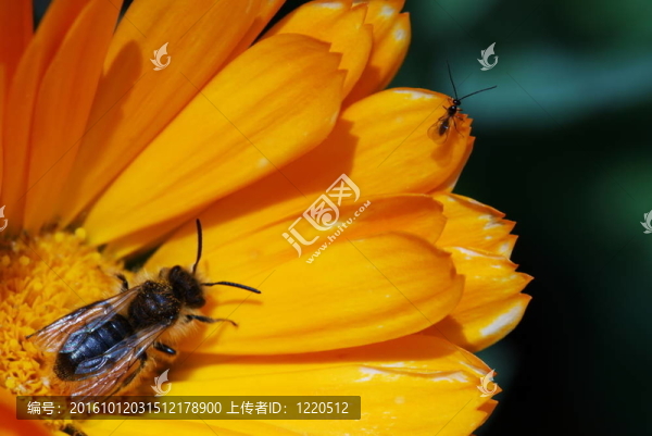 在明亮的橙色金盞花兩個(gè)錯(cuò)誤