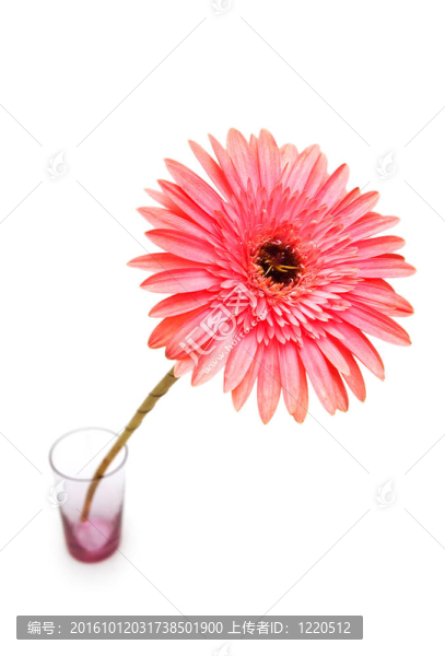 Gerber,daisy孤立在白色背景