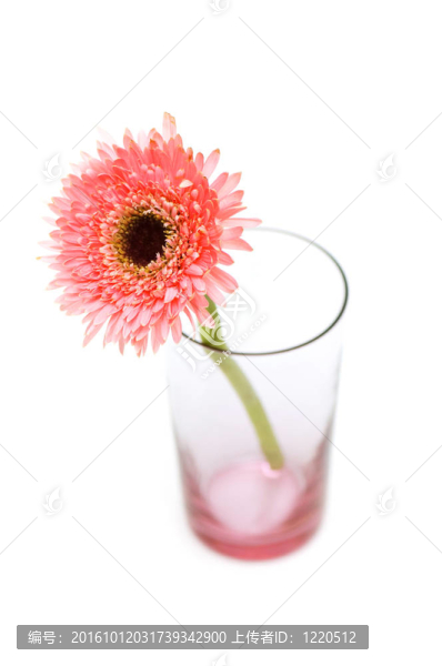 Gerber,daisy孤立在白色背景