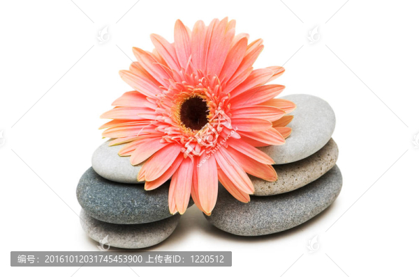 粉紅色的格柏菊花和卵石白色隔離
