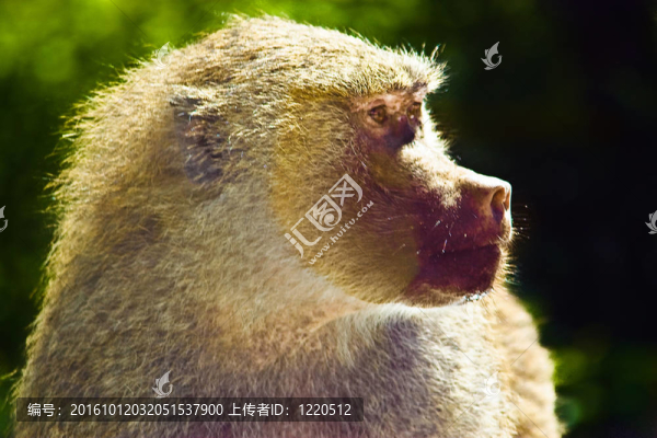 小猴脫困記