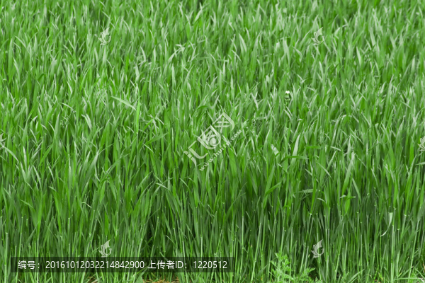 收獲時間的增長