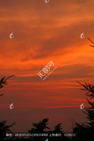 樹的剪影
