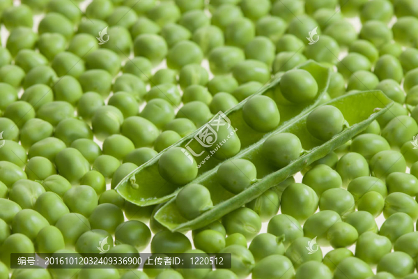 豌豆豌豆莢