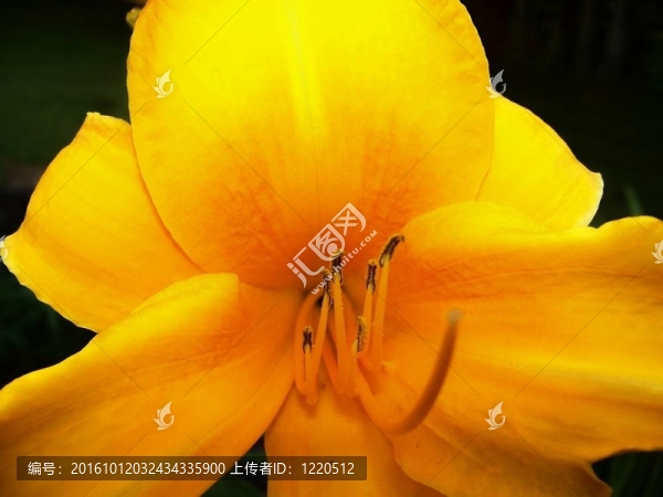 黃花菜