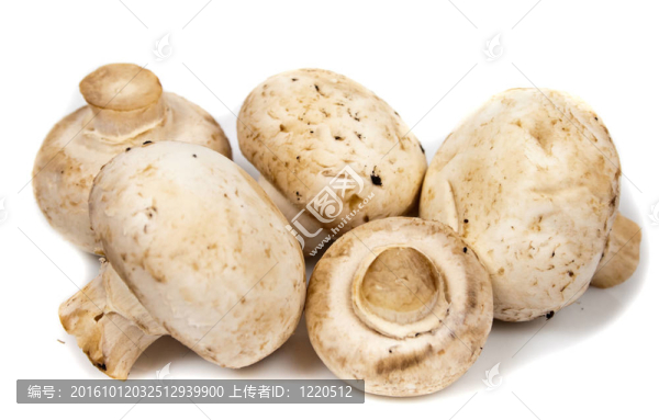 特寫(xiě)大香菇分離