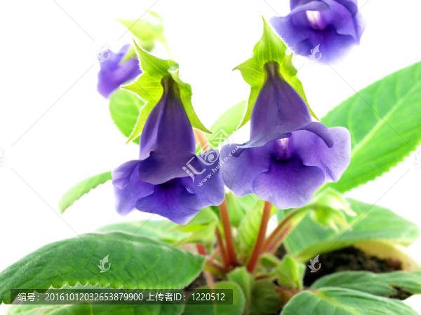 Bellflower,-室內(nèi)花卉