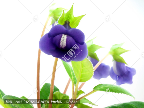 Bellflower,-室內(nèi)花卉