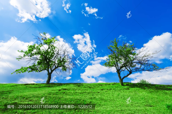 多云天空下的幾棵樹
