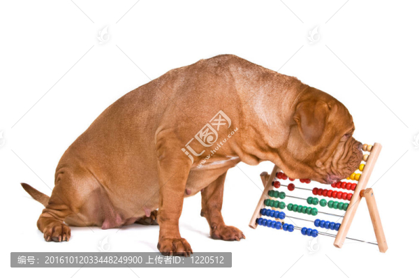 狗的會計