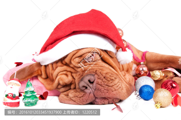 Santa，你的包里有什么給我？有滑稽的睡狗