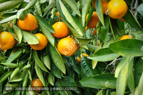 Tangerine夜店掛在樹上