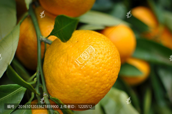 Tangerine夜店掛在樹上