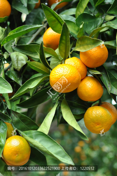 Tangerine夜店掛在樹上