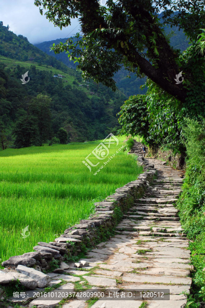 尼泊爾稻田旁的石子路