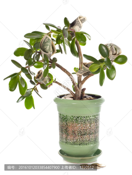 盆栽植物在花形玉樹(shù)美鈔白色隔離。這種植物被稱為是一個(gè)偉大的財(cái)富運(yùn)氣風(fēng)水符號(hào)（或美元樹(shù)）