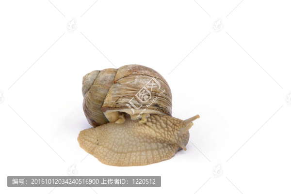 蝸牛01