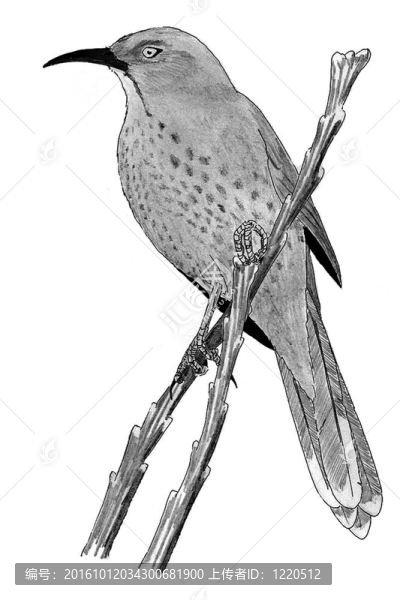 曲線(xiàn)嘴鶇鳥(niǎo)