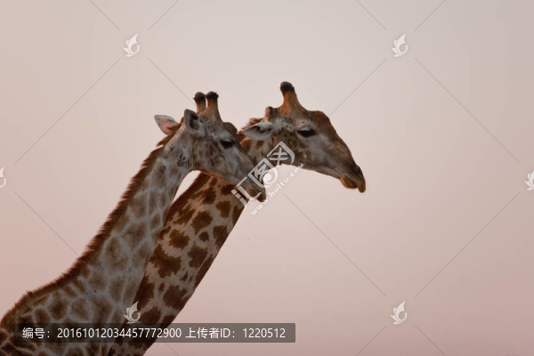 南非長(zhǎng)頸鹿的肖像。