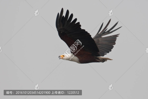 飛行中的非洲魚鷹。