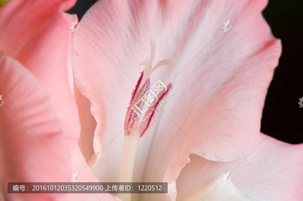 唐菖蒲
