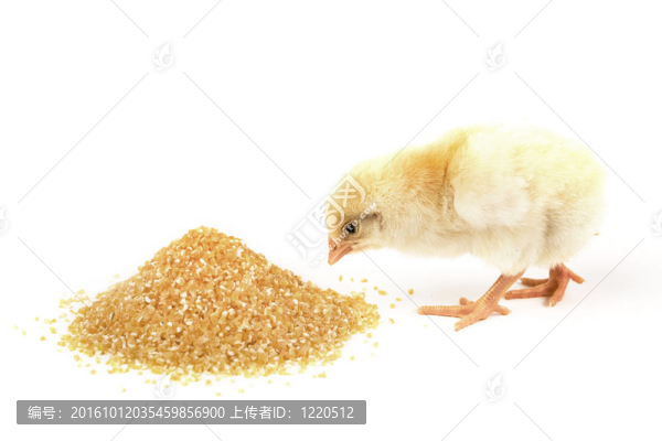 雞寶寶
