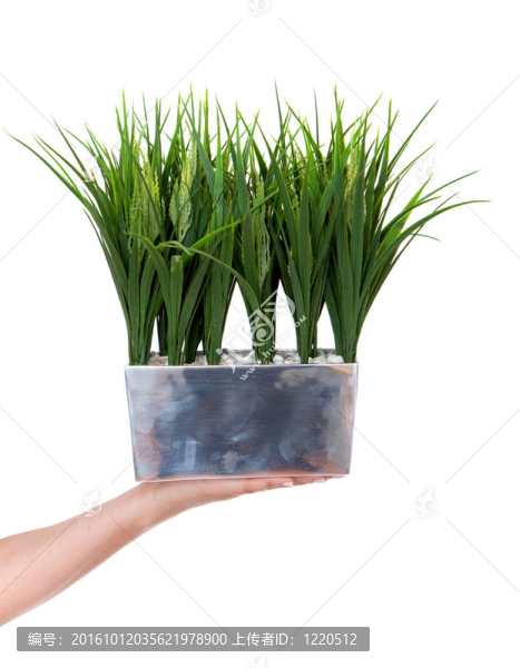 手拿著一株植物