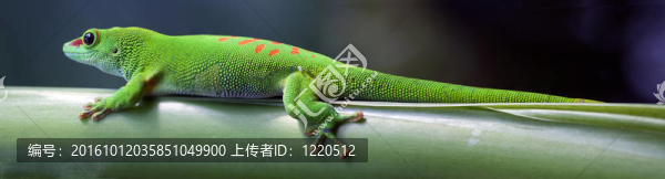 綠壁虎