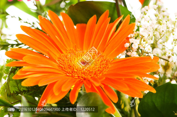 橙色非洲菊花卉與綠色背景模糊