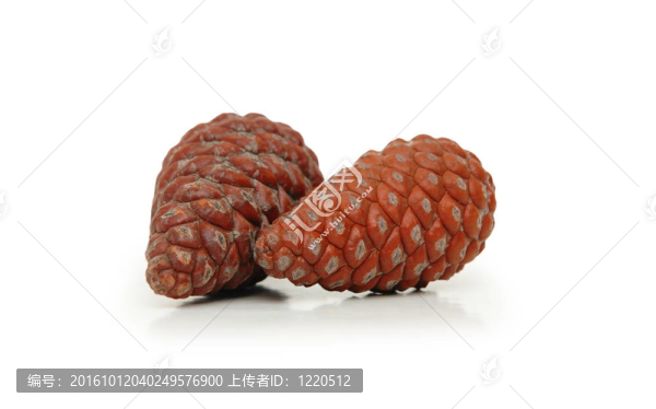 白色的兩個松果體