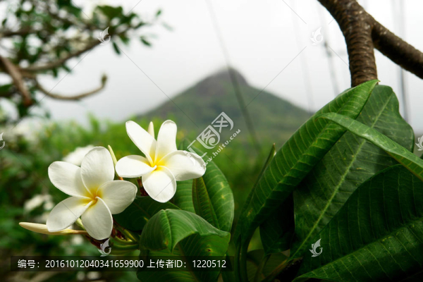 山上的白花。