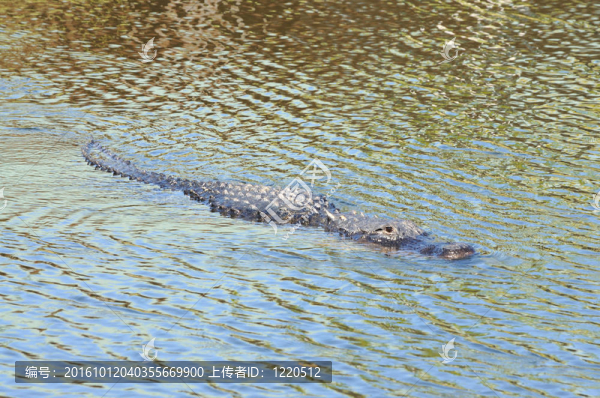 大沼澤地國家公園鱷魚；美國佛羅里達州