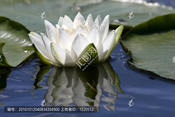 蓮花