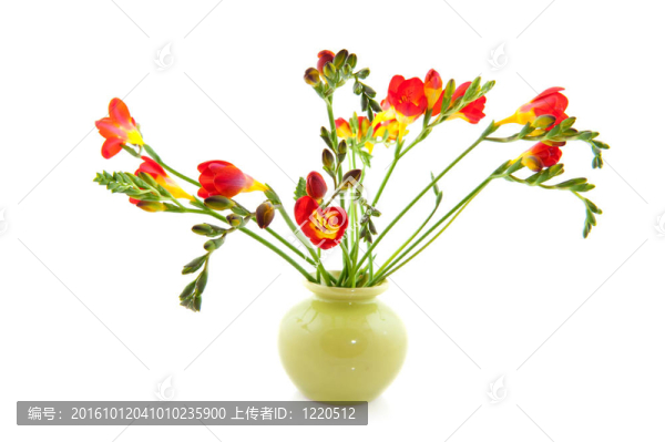 花瓶中的紅色小蒼蘭