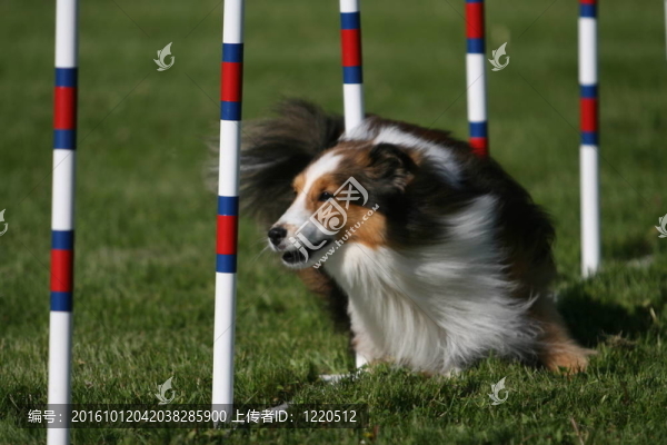 喜樂蒂牧羊犬做狗的敏捷性